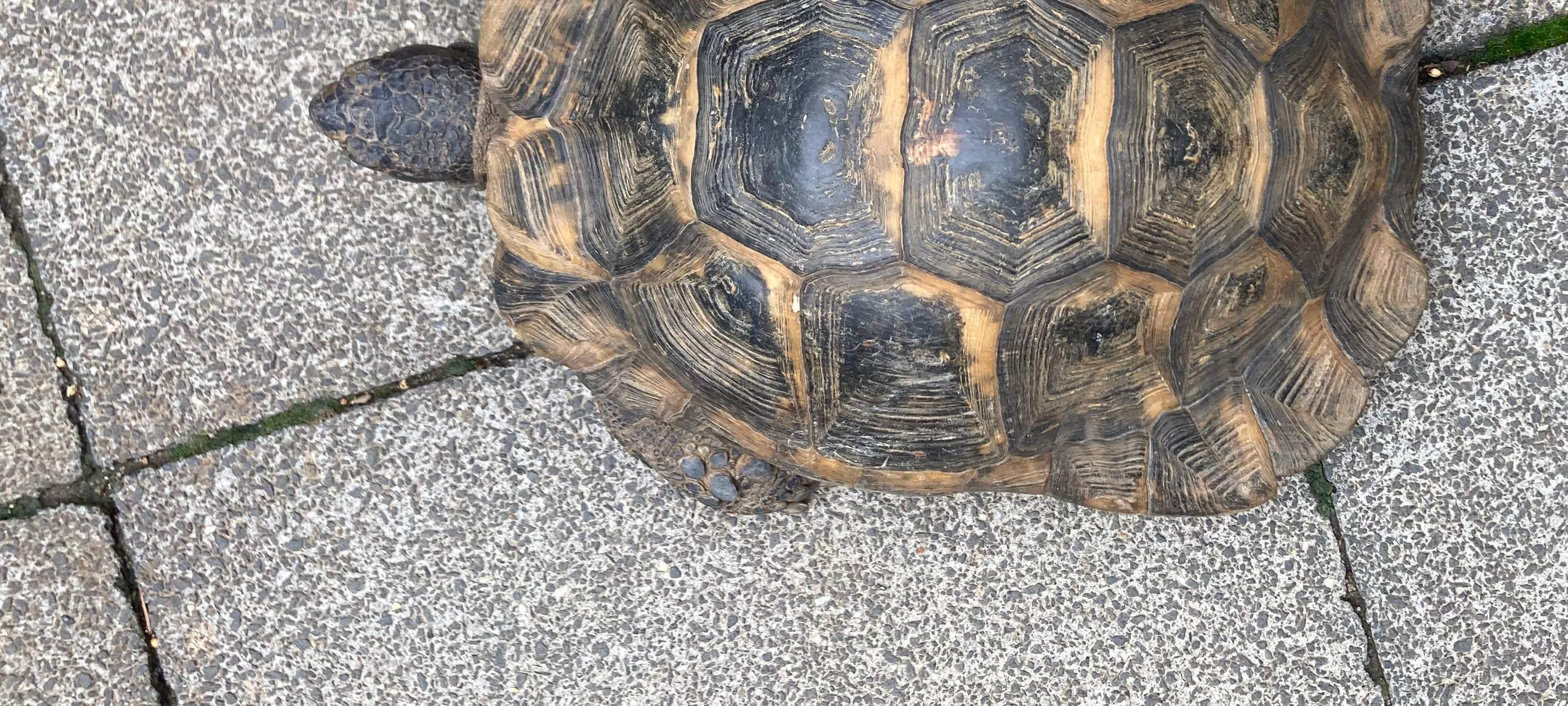 Schildkröten in Bergheim und Elsdorf gefunden