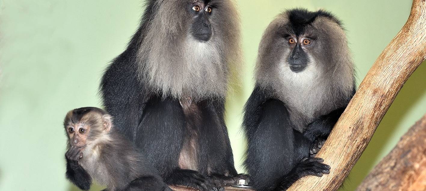 Kölner Zoo: Bartaffen-Baby sorgt für Freude