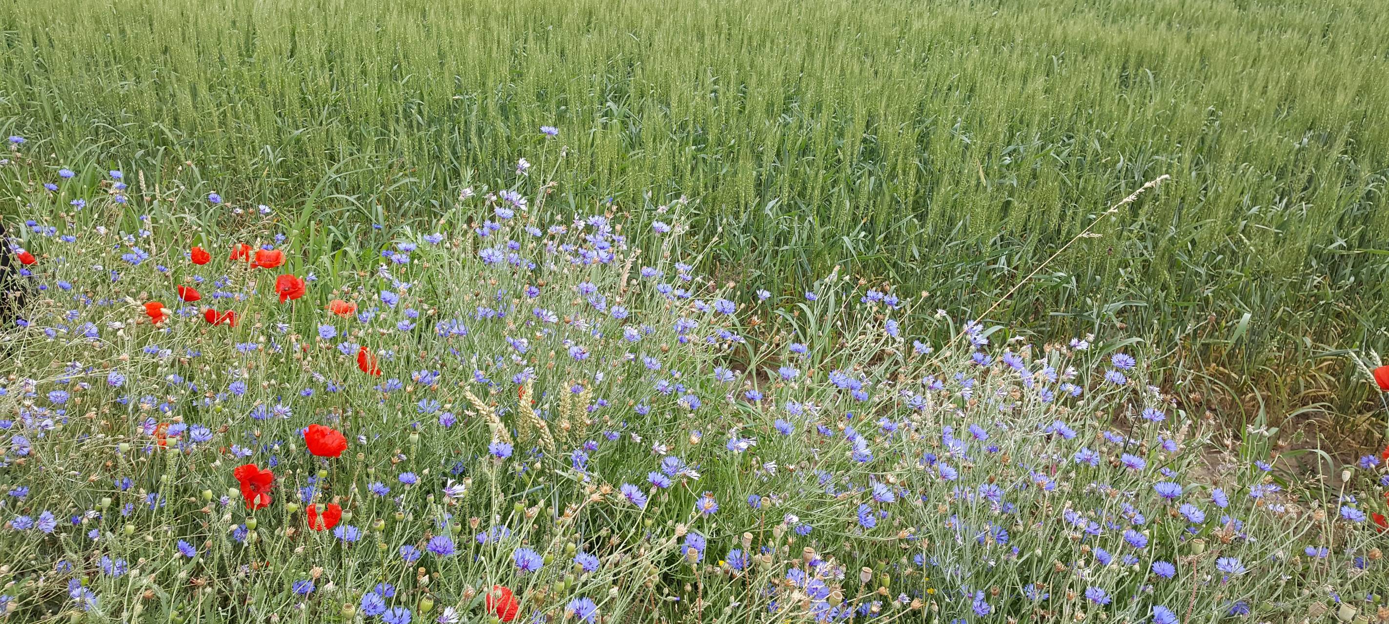 Keine weitere Abgrabungsflächen in Bergheim