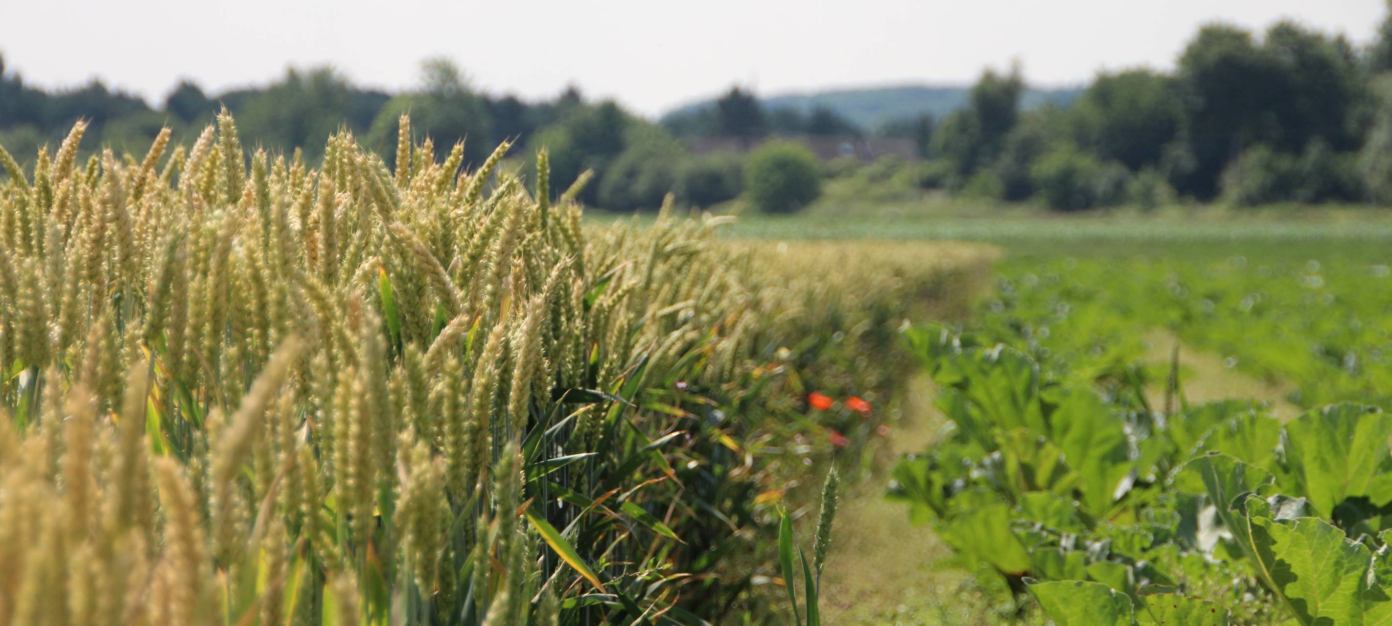 Ernte im Kreis läuft