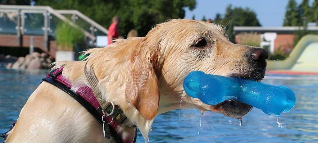 Brühl: Hunde baden im Karlsbad