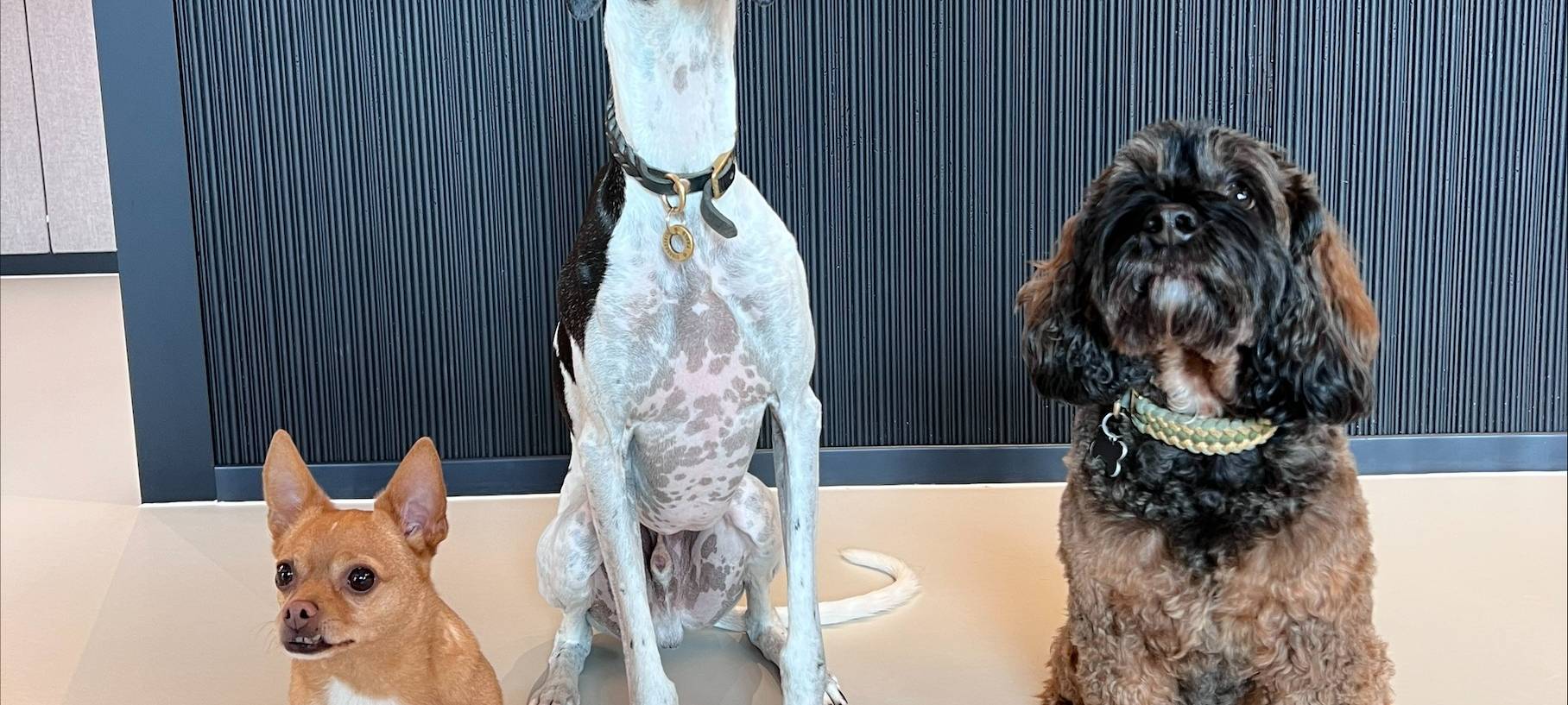 Frechen: Hunde helfen gegen die Angst beim Zahnarzt