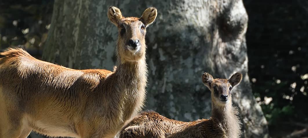Seltener Nachwuchs im Kölner Zoo geboren