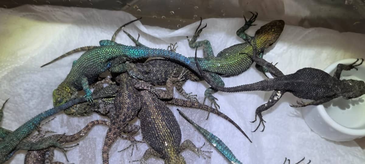Zoll findet Giftschlangen und Reptilien am Flughafen Köln/Bonn