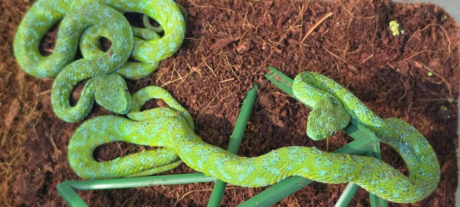 Zoll findet Giftschlangen und Reptilien am Flughafen
