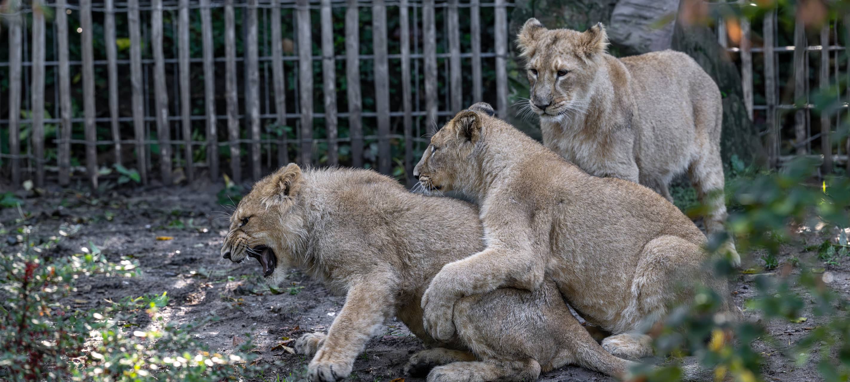 Kölner Zoo: Löwen-Nachwuchs entwickelt sich gut