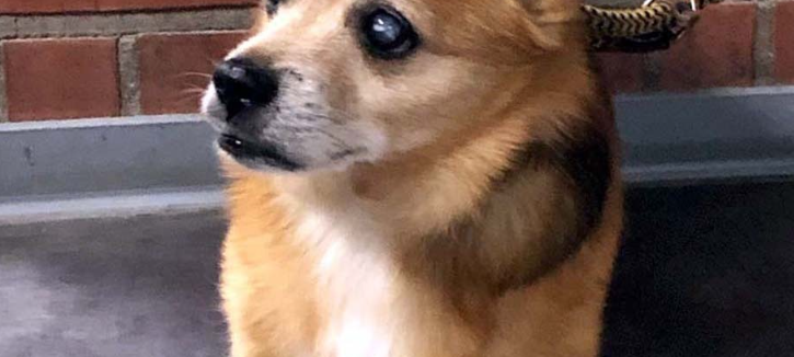Frechen: Entführter Hund aus Düsseldorf wieder aufgetaucht