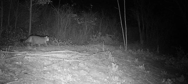 Wildkatze ist am Tagebau Hambach zurück