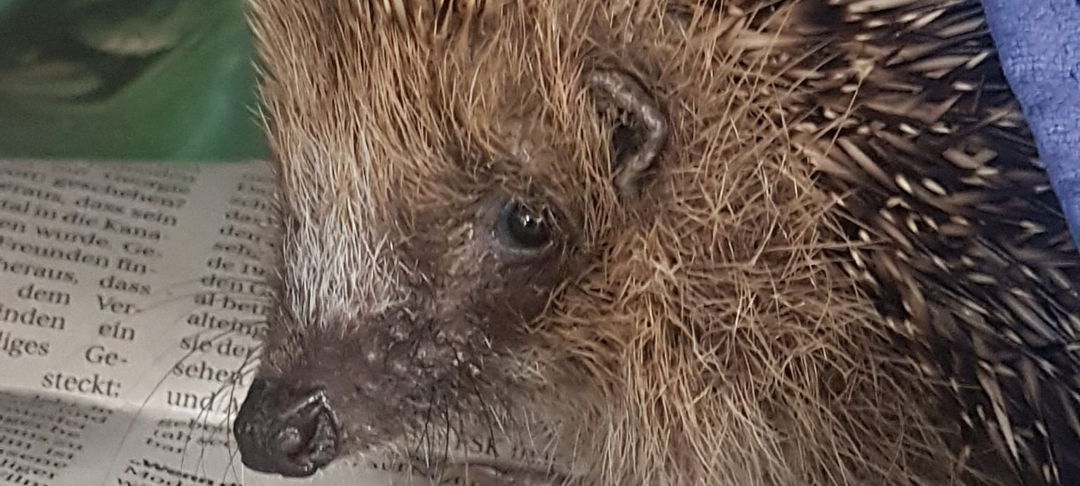 Stadt Kerpen setzt sich für Igel ein
